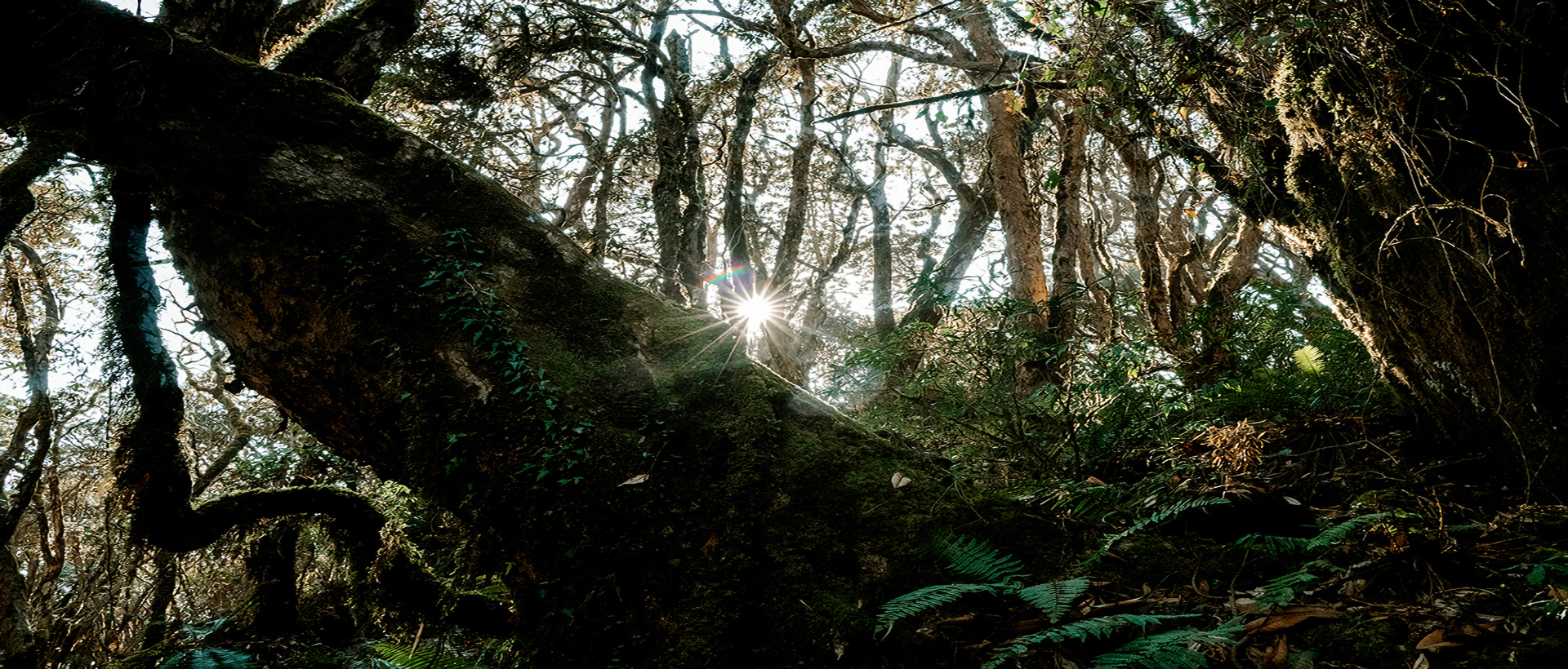 The Rhododendron Forest Trek