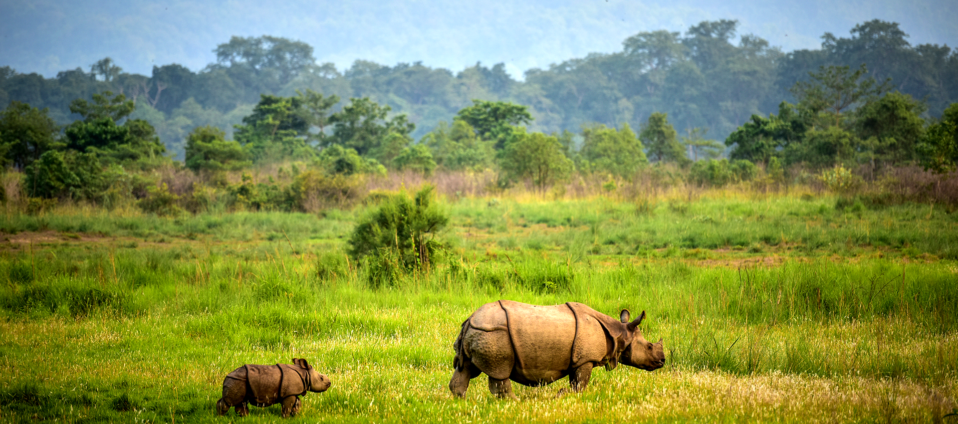 Wildlife Safari