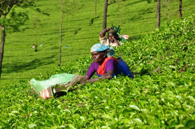 The Tea Land and Wetland