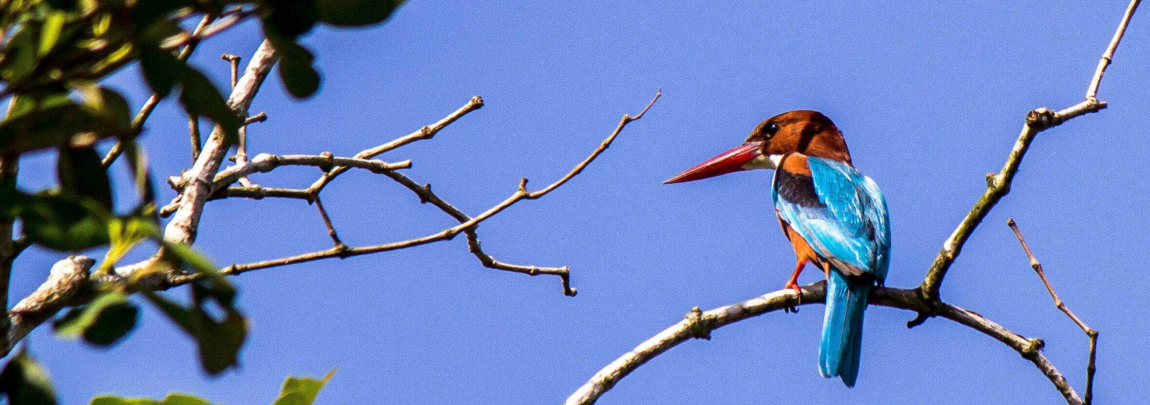 BIRD WATCHING TOUR  IN NEPAL