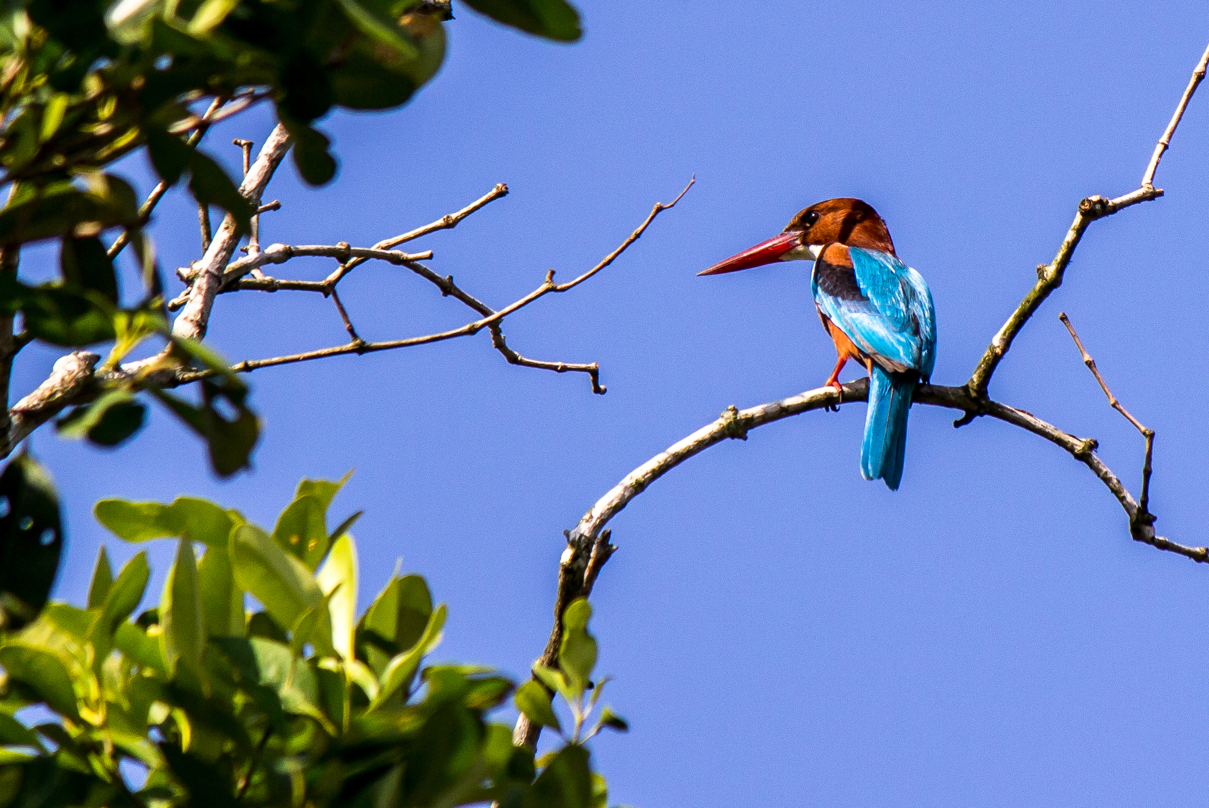 Sundarban Forest Tour