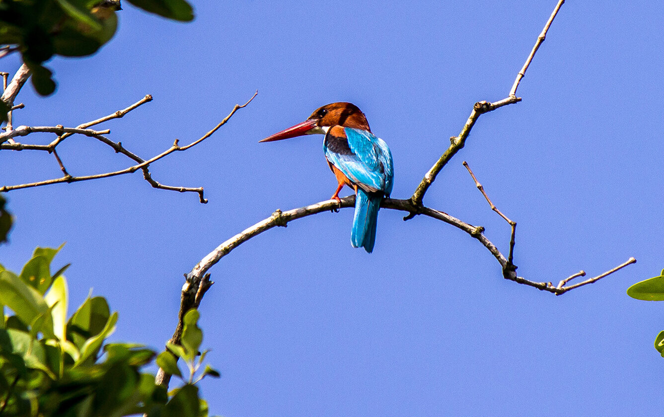 Sundarban Forest Tour