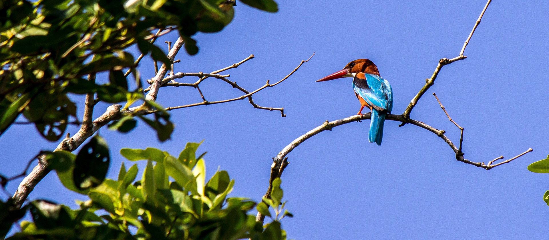 Sundarban Forest Tour