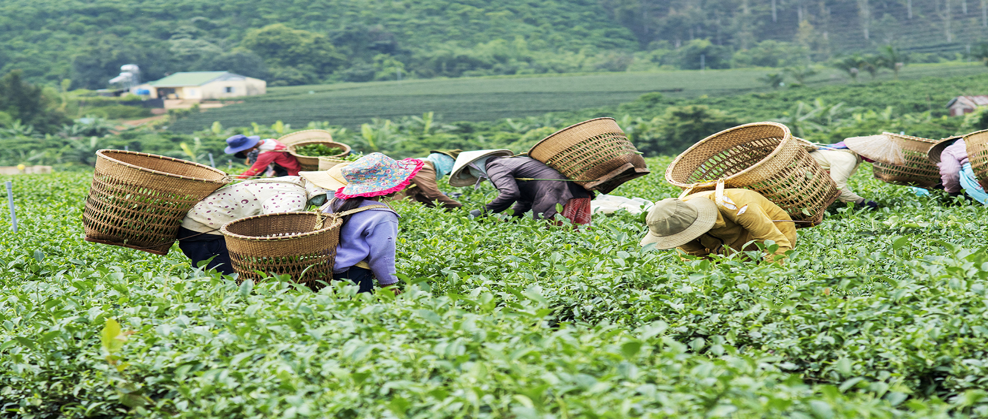 The Tea Land and Wetland