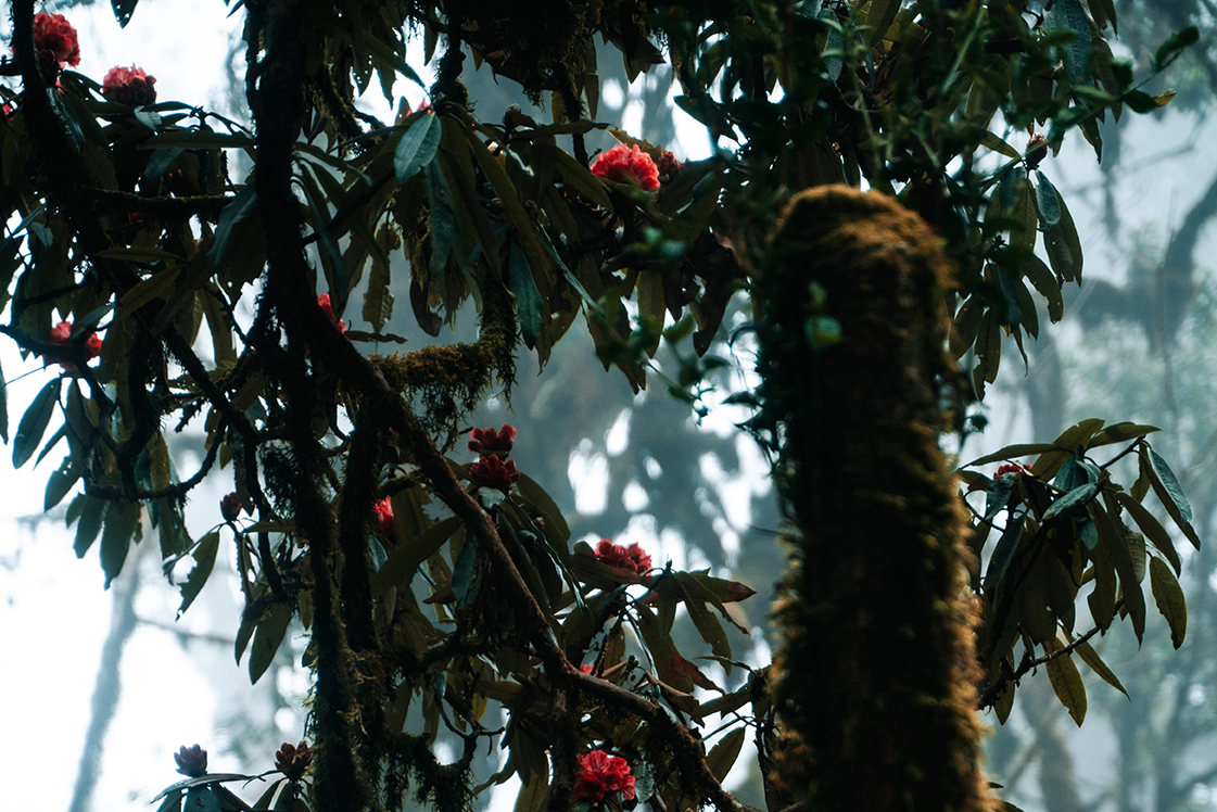 The Rhododendron Forest Trek