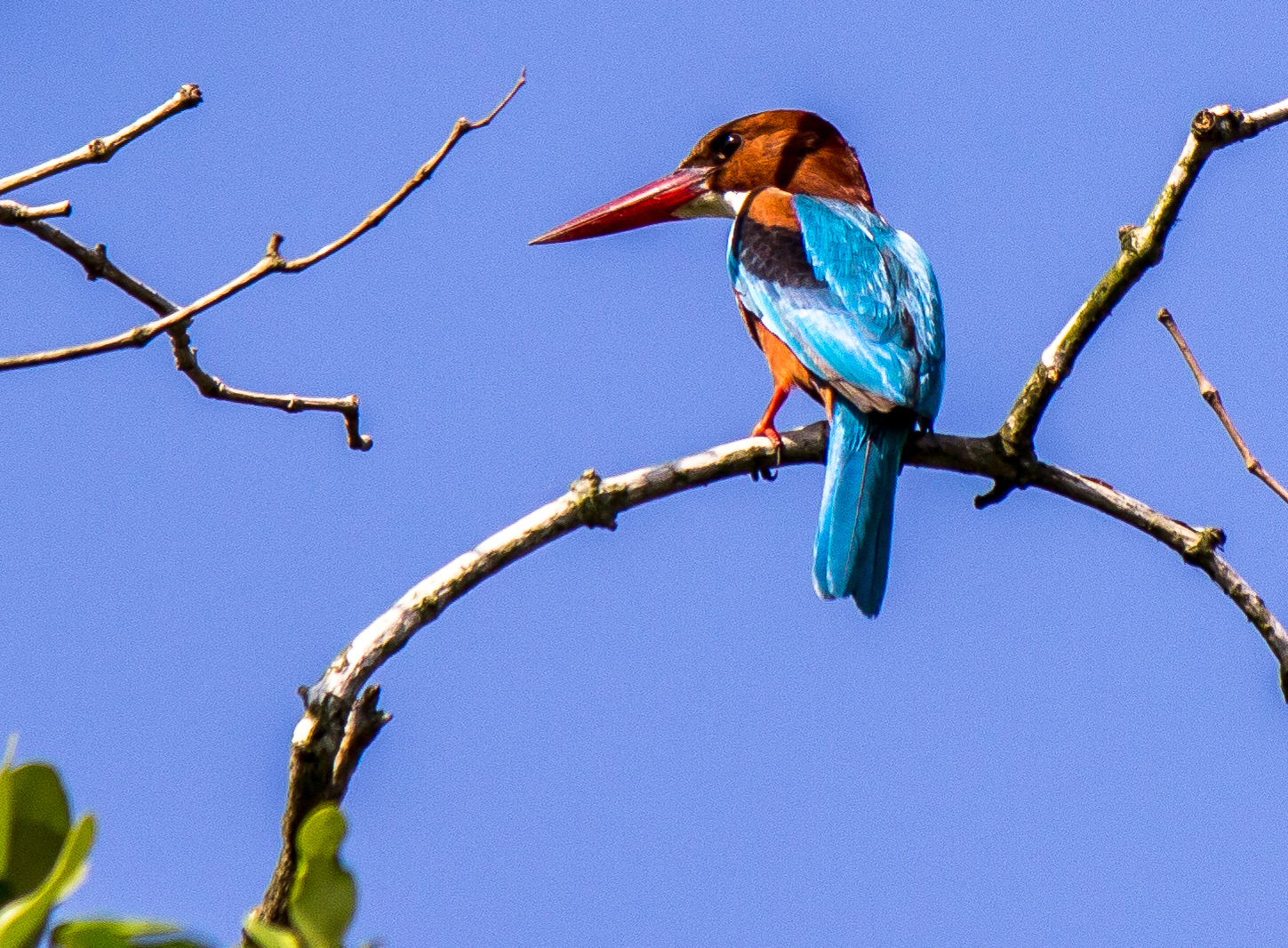 BIRD WATCHING TOUR  IN NEPAL